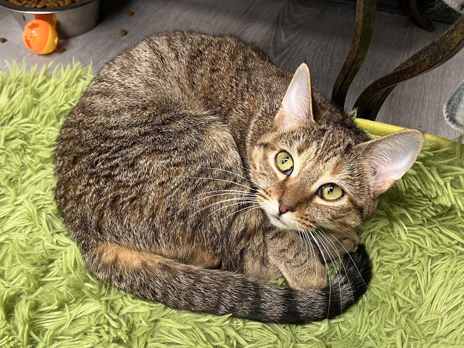 Buttercup, Adoptable, Adult Female Torbie & Domestic Short Hair.