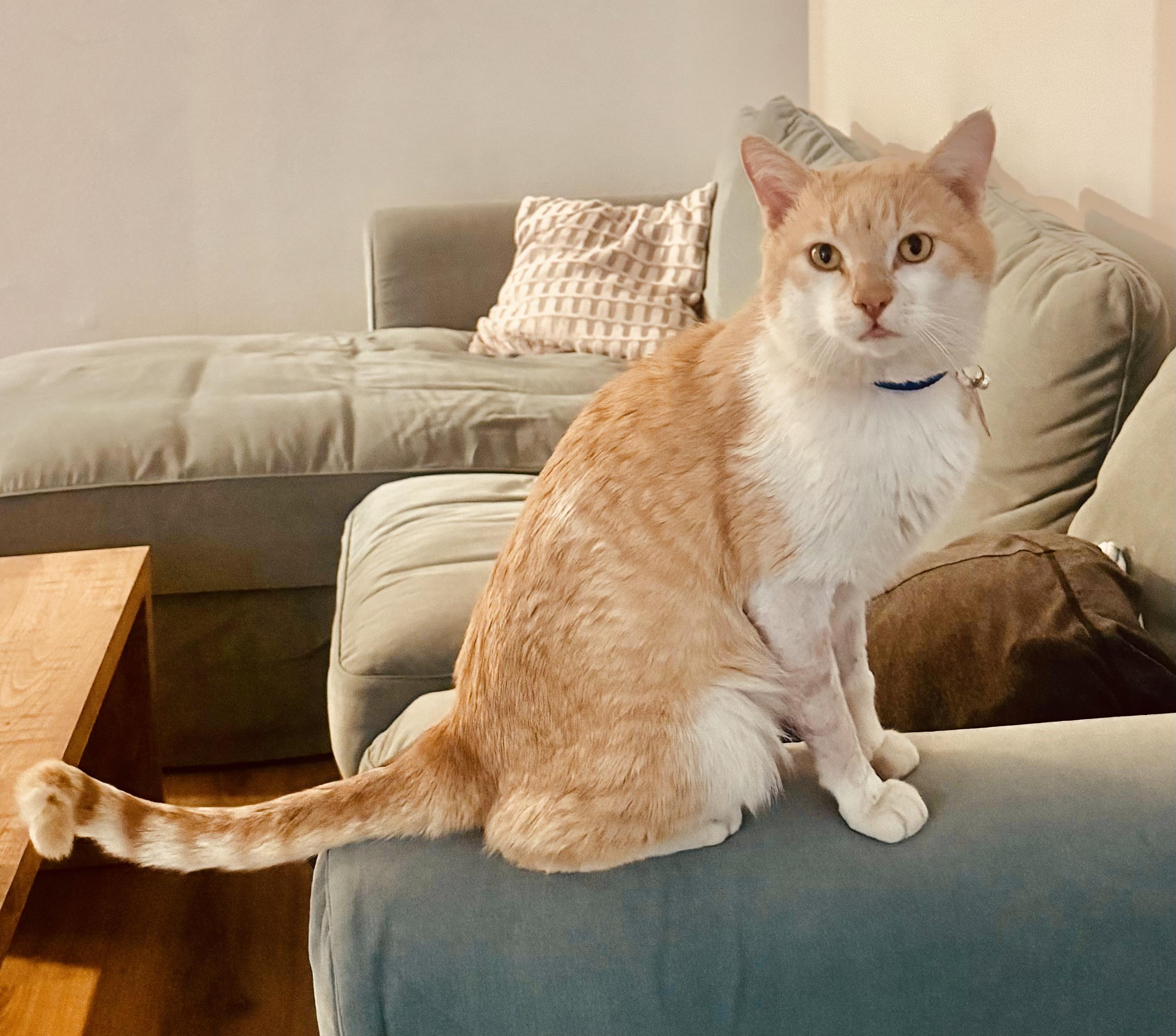 Valentine, ADOPTABLE, Adult Male Tabby & Domestic Short Hair.