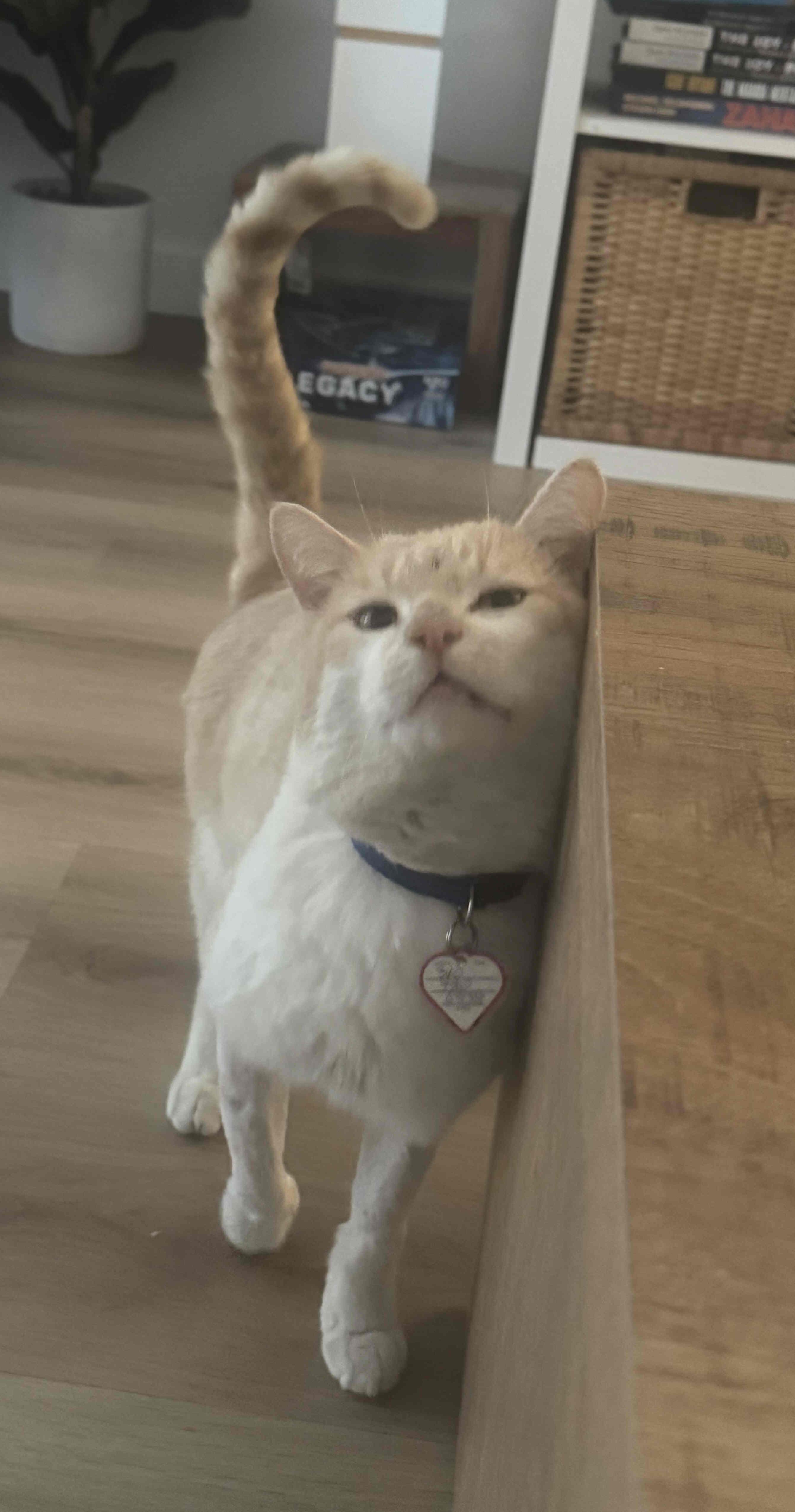 Enlarge Valentine, a ADOPTABLE mixed breed in Venice, CA image 2/3