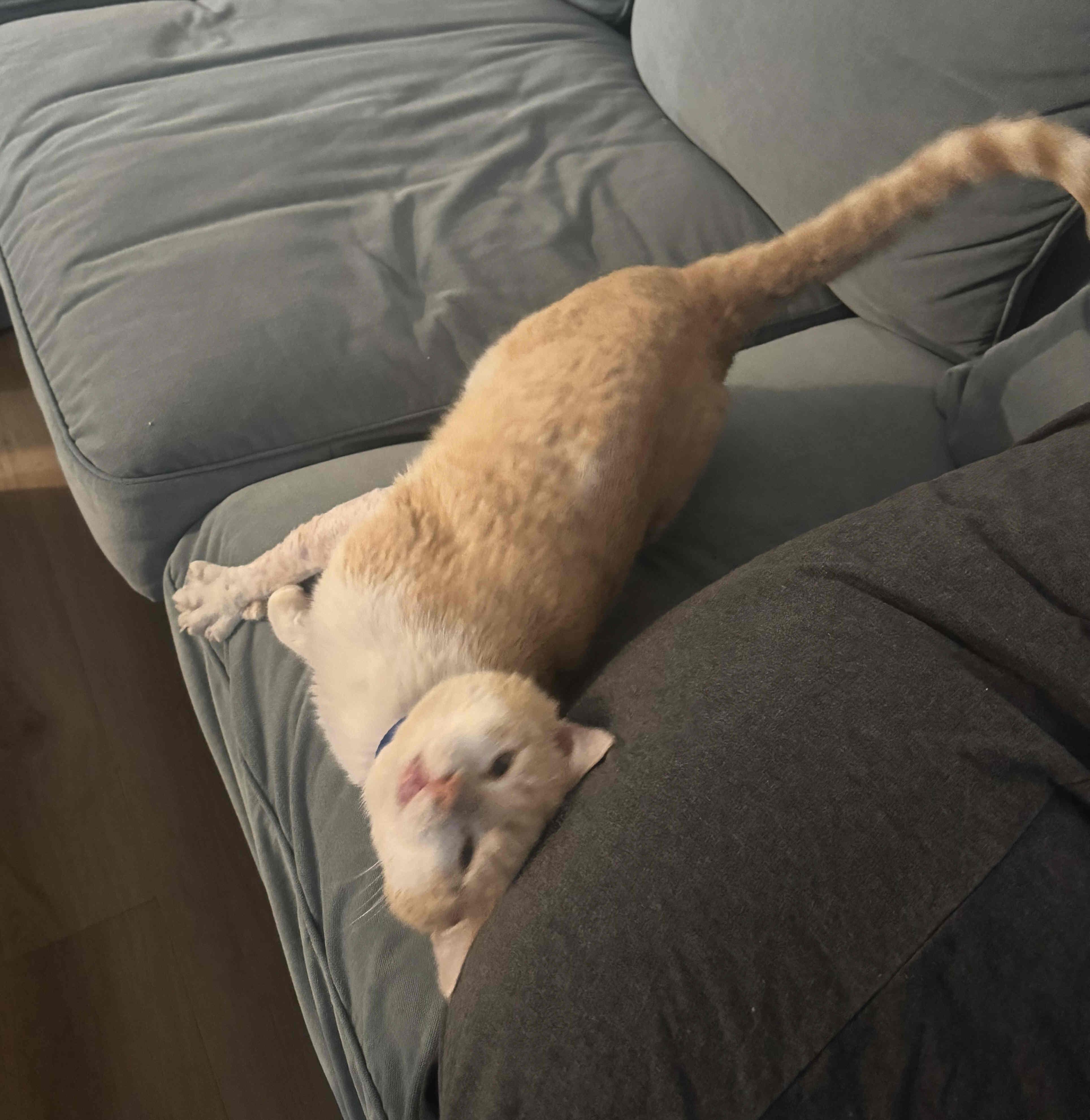 Enlarge Valentine, a ADOPTABLE mixed breed in Venice, CA image 3/3