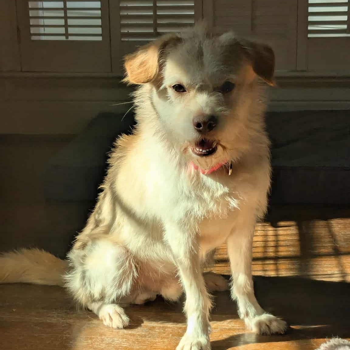 Zip : The sweet shadow you need — thumbnail 4