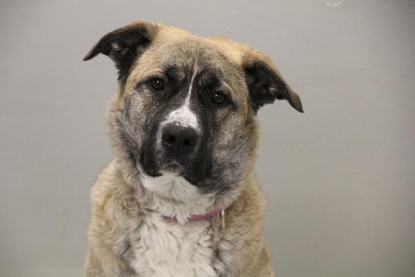Sheena, Adoptable, Young Female Mixed Breed.