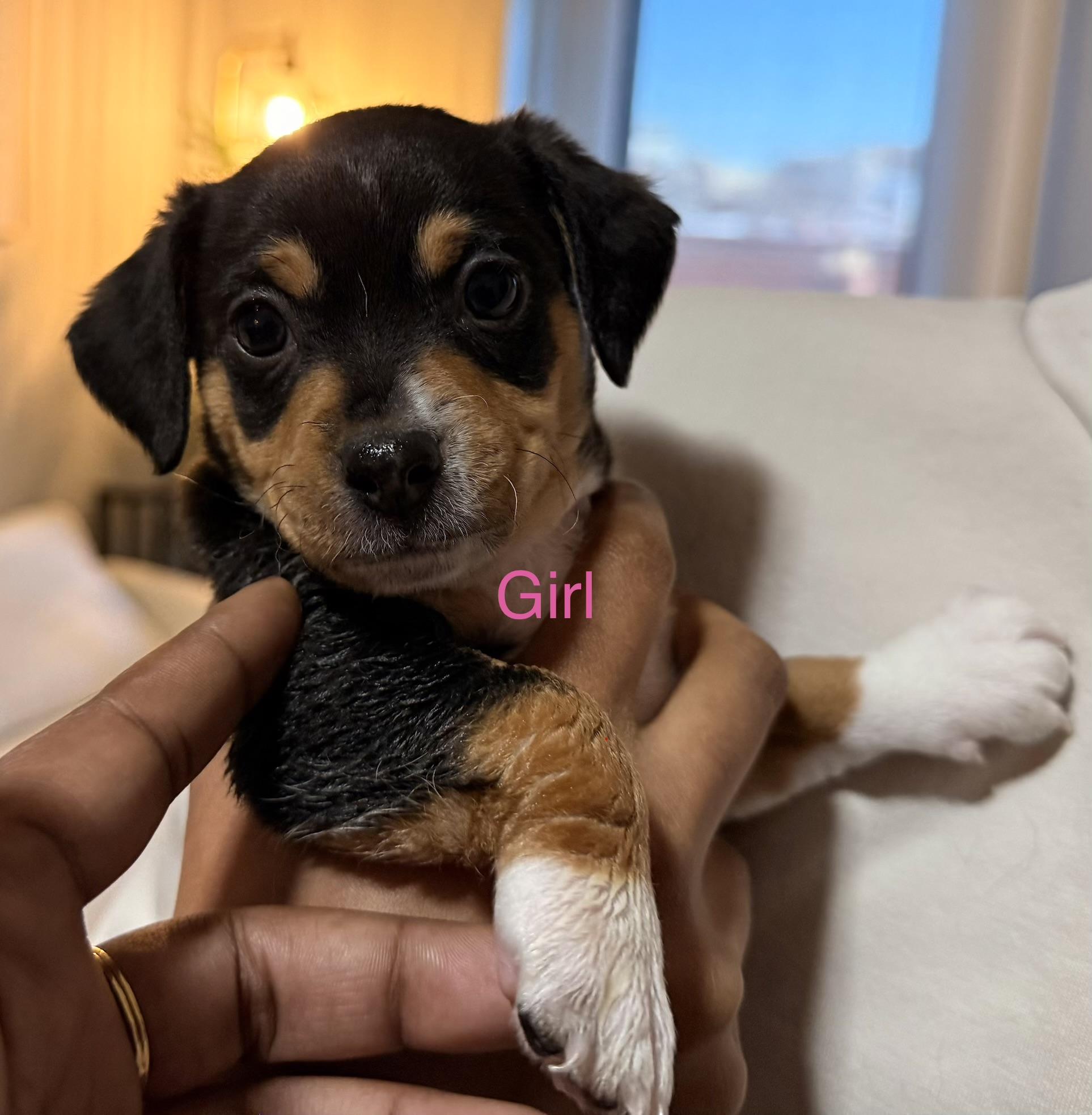 Cricket, adopted, Young Female Chihuahua & Dachshund.