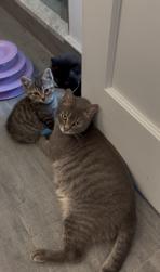 Precious and her Six Kittens, ADOPTABLE, Kitten Male Domestic Short Hair.