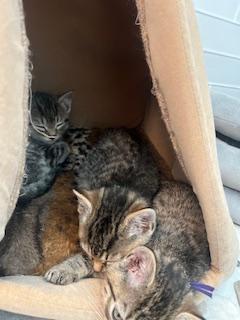 Enlarge Precious and her Six Kittens, an adopted Domestic Short Hair in Rockville, MD image 3/4