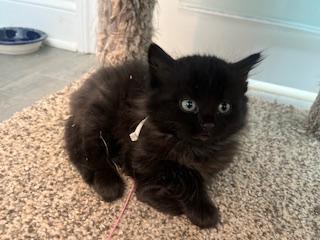 Enlarge Precious and her Six Kittens, an adopted Domestic Short Hair in Rockville, MD image 4/4