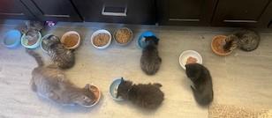 Enlarge Precious and her Six Kittens, an adopted Domestic Short Hair in Rockville, MD image 2/4