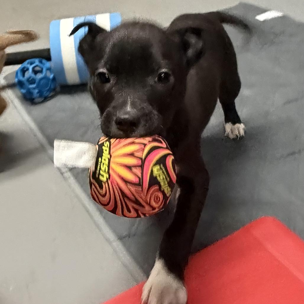 NY Duchess Feb 21 (Tractor Supply Patterson NY), Adoptable, Puppy Female Terrier.