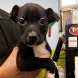 Enlarge NY Duchess Feb 21 (Tractor Supply Patterson NY), a Adoptable Terrier in Eastford, CT image 2/4