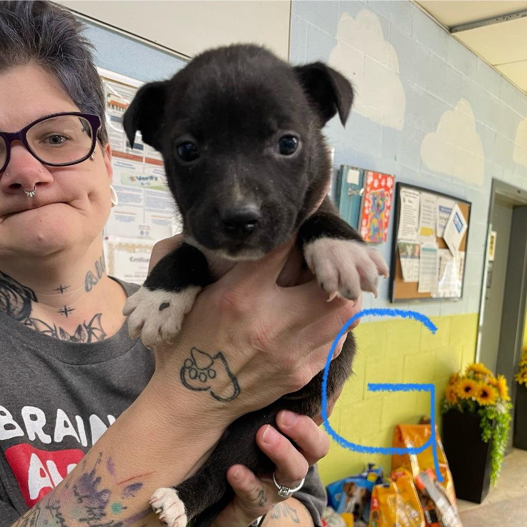 Enlarge NY Duchess Feb 21 (Tractor Supply Patterson NY), a Adoptable Terrier in Eastford, CT image 3/4