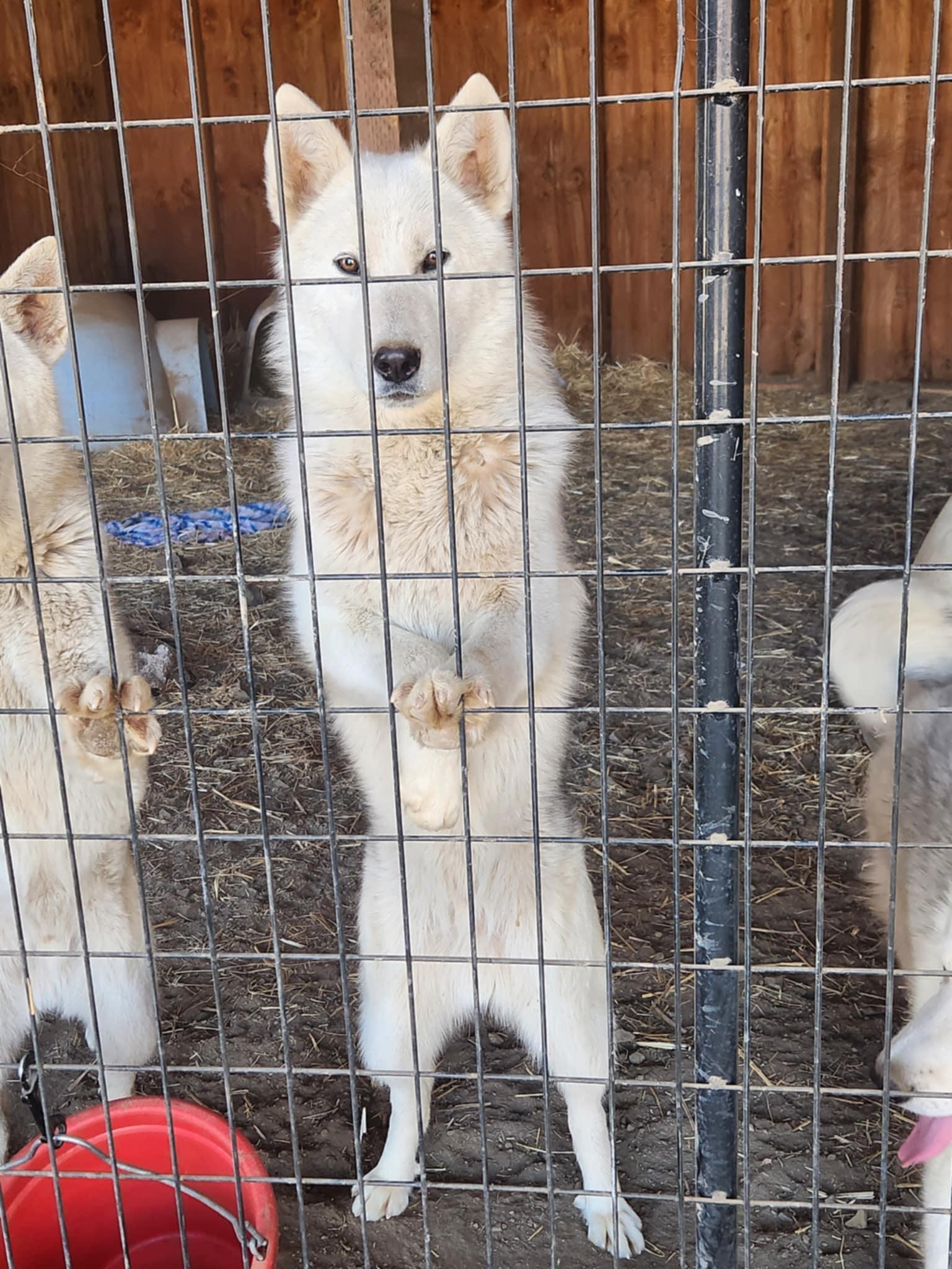 Isen, an adoptable Siberian Husky, White German Shepherd in Missoula, MT, 59803 | Photo Image 1