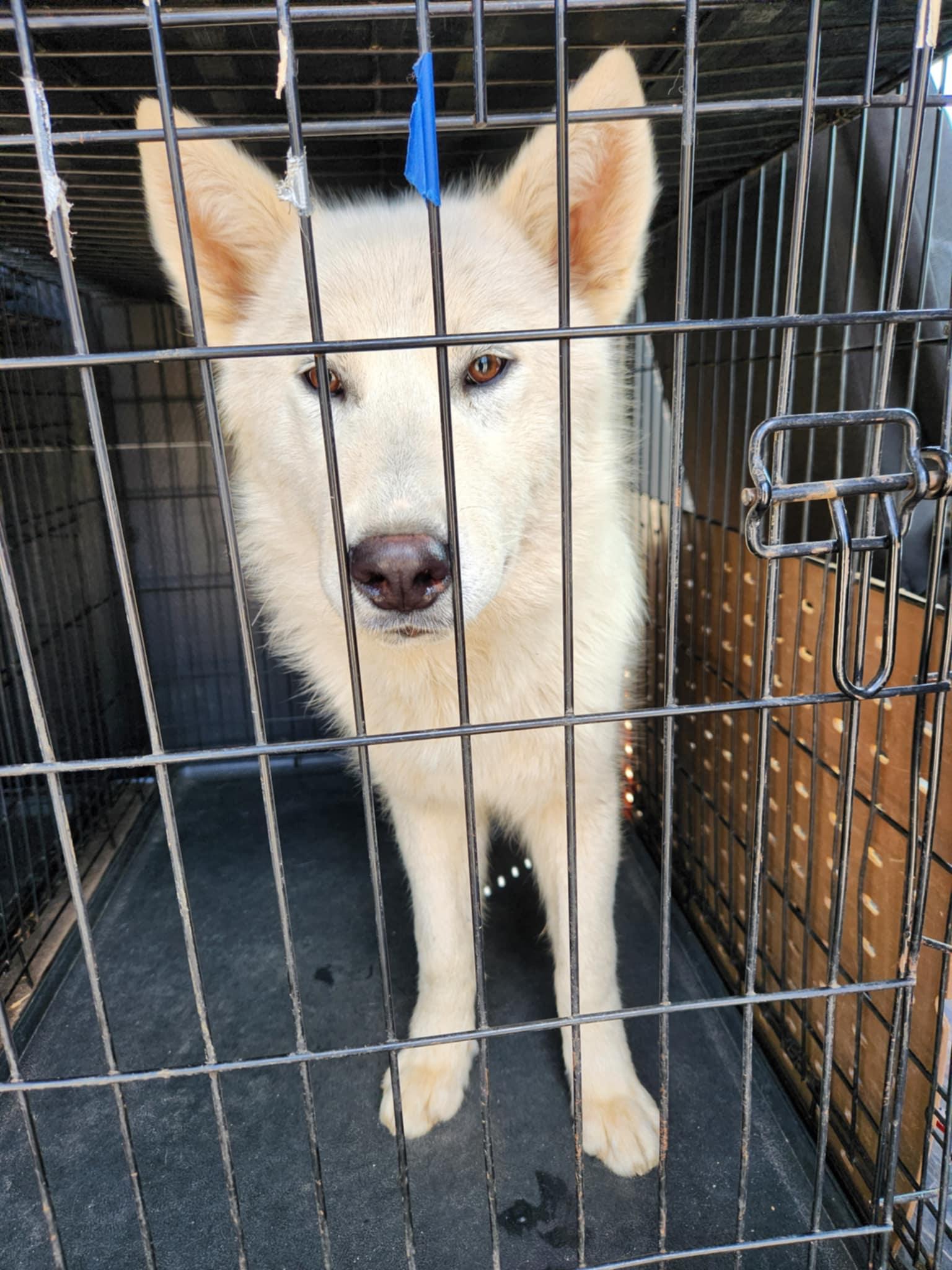 Isen, an adoptable Siberian Husky, White German Shepherd in Missoula, MT, 59803 | Photo Image 2