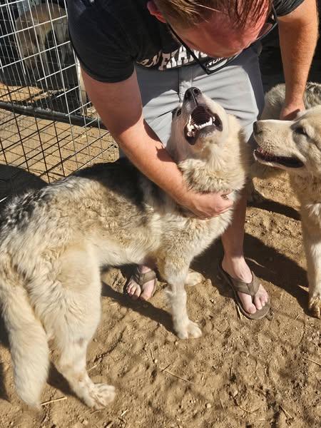 Isen the survivor, an adoptable Siberian Husky, White German Shepherd in Missoula, MT, 59803 | Photo Image 5