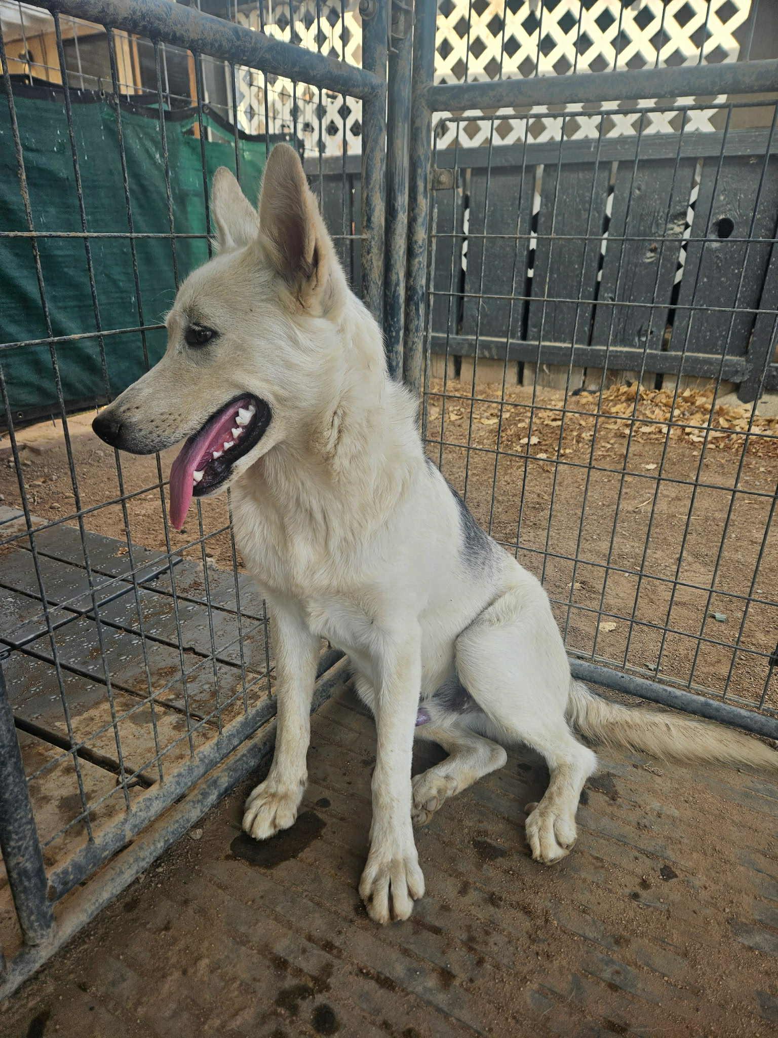 Isen the survivor, an adoptable Siberian Husky, White German Shepherd in Missoula, MT, 59803 | Photo Image 6