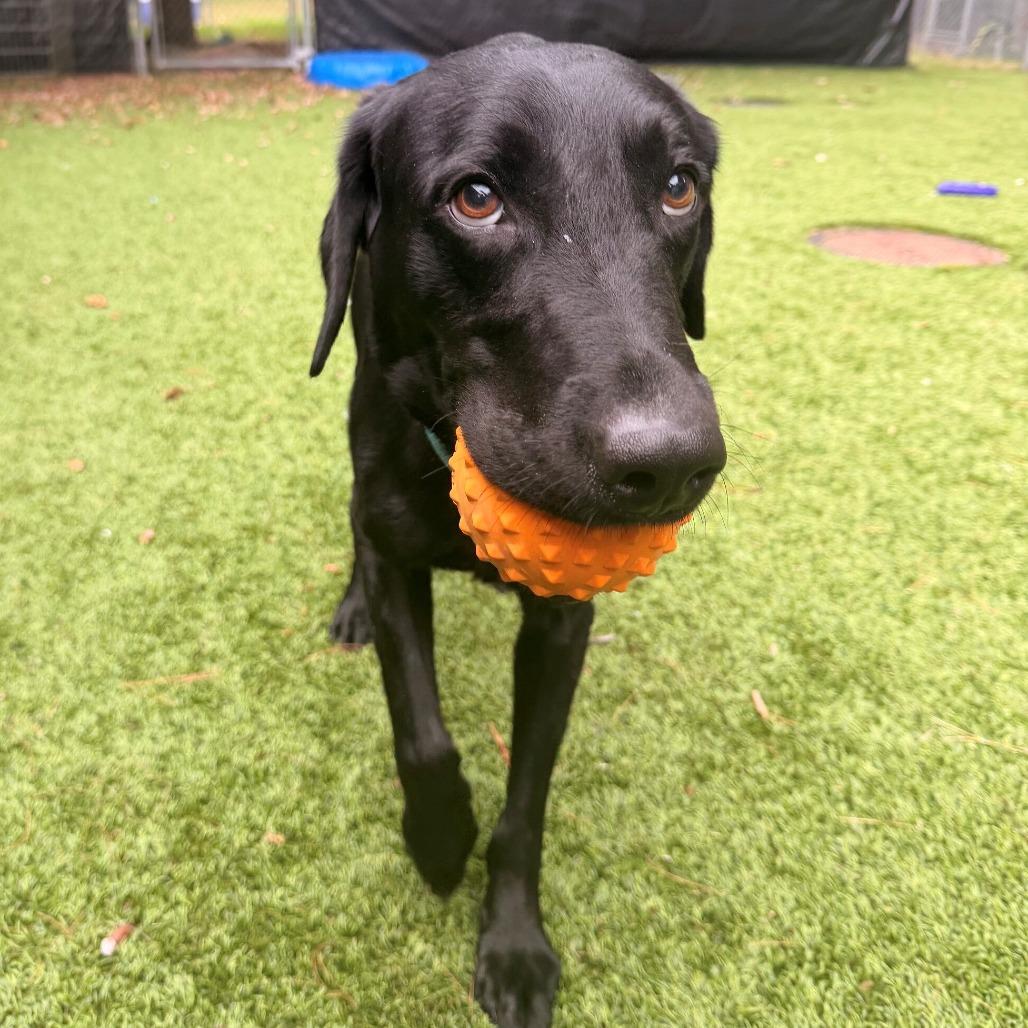 Truman (Courtesy Posting), Adoptable, Adult Male Black Labrador Retriever.
