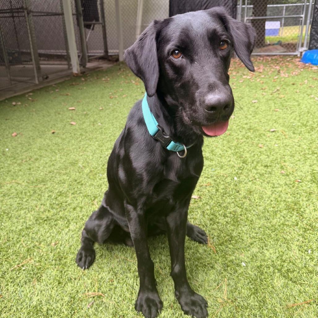Enlarge Truman (Courtesy Posting), a Adoptable Black Labrador Retriever in Hopkinton, MA image 2/4