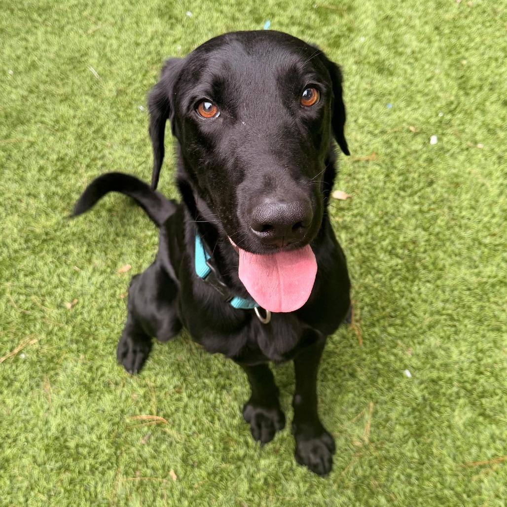 Enlarge Truman (Courtesy Posting), a Adoptable Black Labrador Retriever in Hopkinton, MA image 3/4
