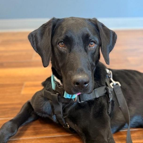 Enlarge Truman (Courtesy Posting), a Adoptable Black Labrador Retriever in Hopkinton, MA image 4/4