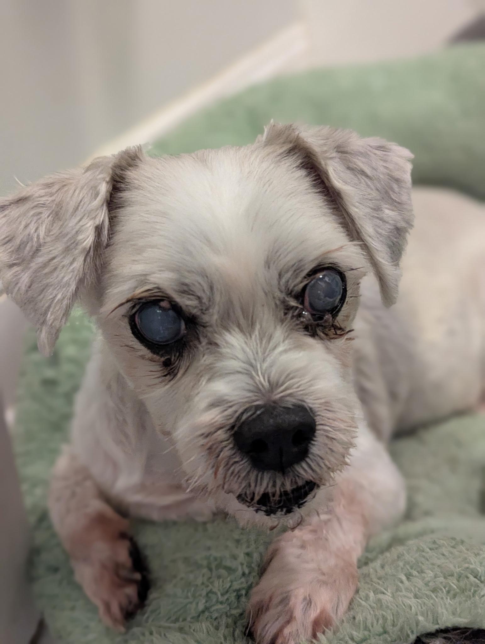 Dave, Adoptable, Senior Male Maltese.
