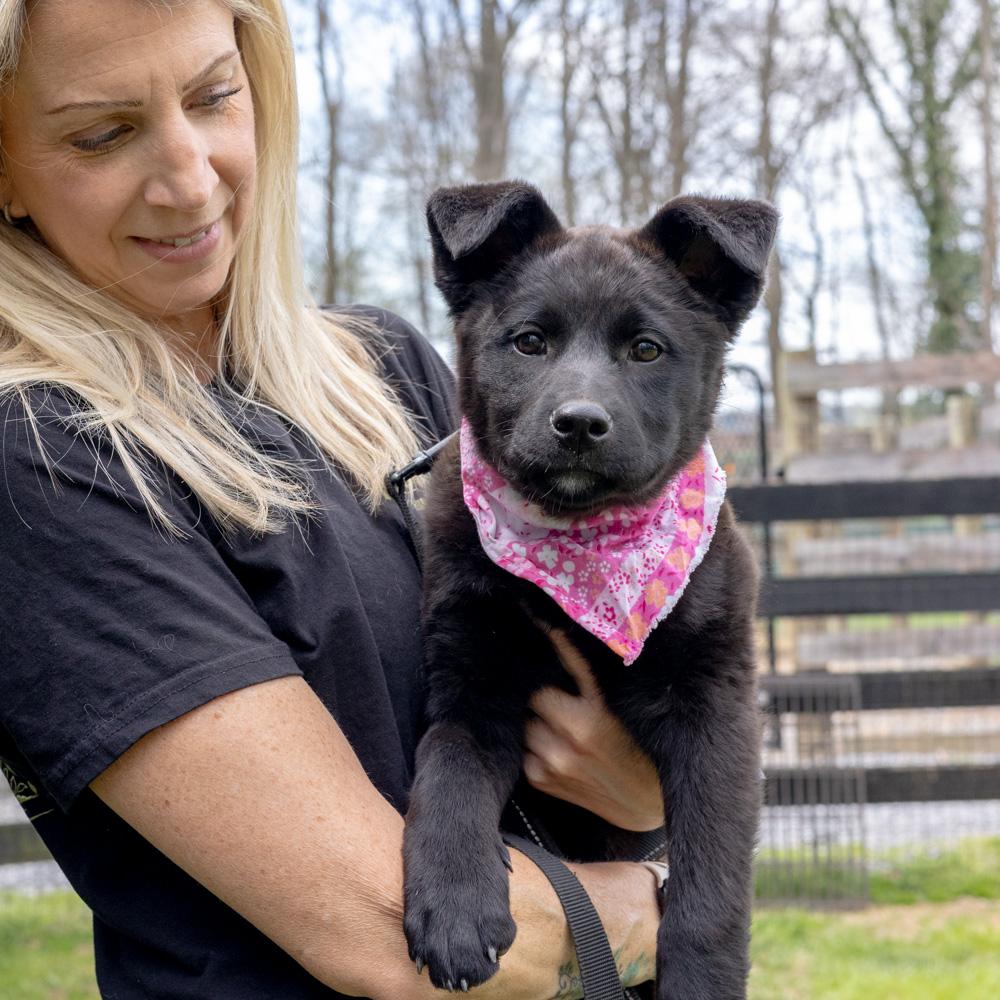 Enlarge Parsley  (Female)   , a Adoptable mixed breed in West Grove, PA image 6/6