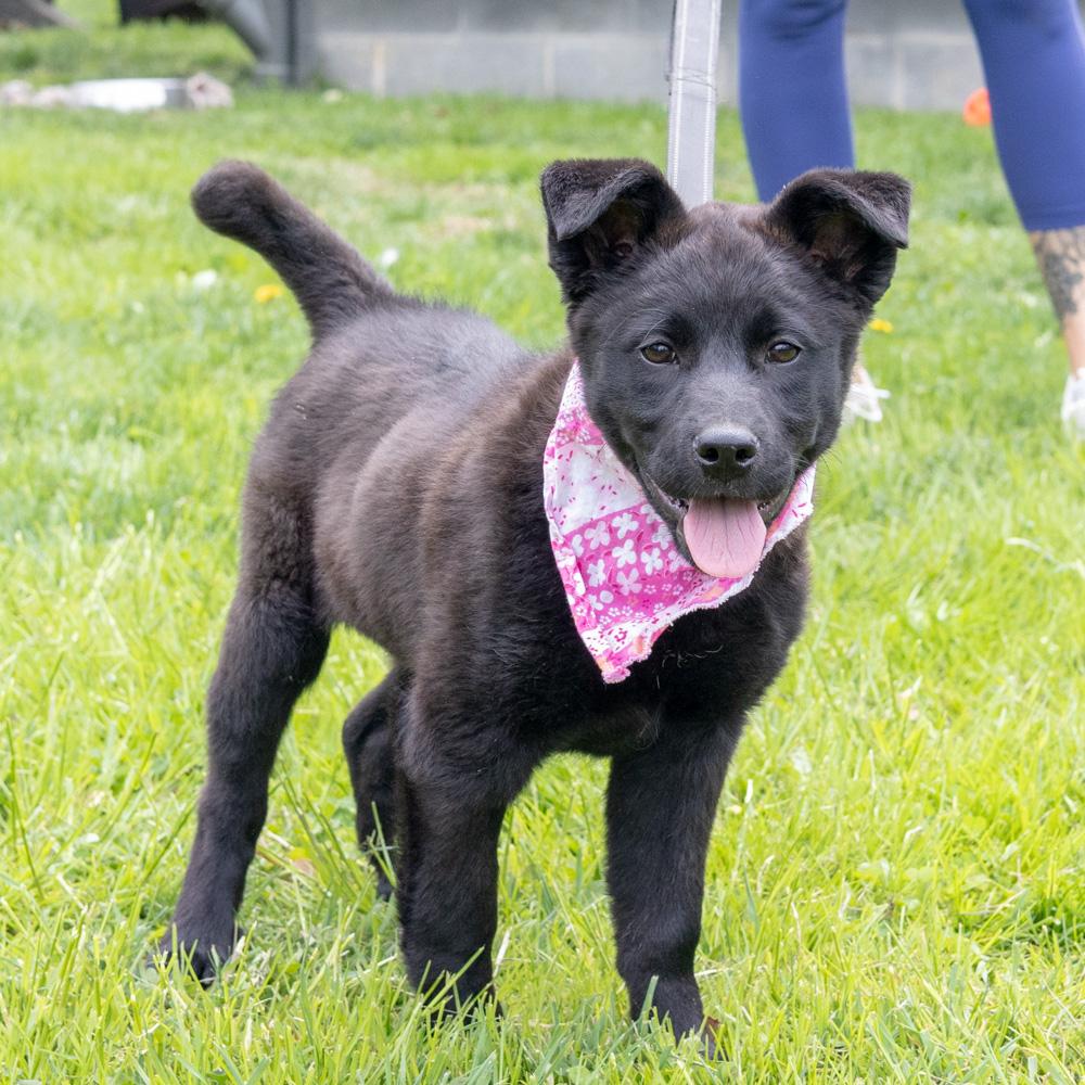 Enlarge Parsley  (Female)   , a Adoptable mixed breed in West Grove, PA image 4/6
