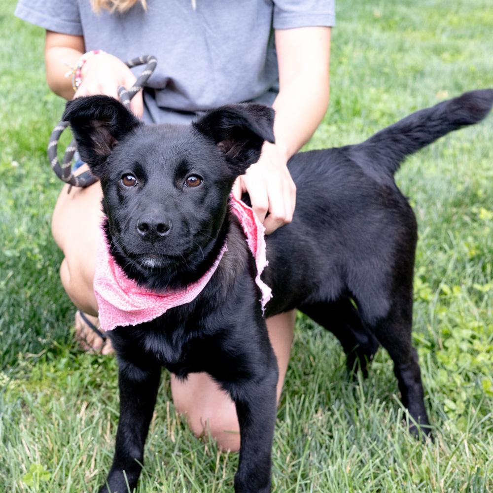 Piper (Female), a Adoptable mixed breed in West Grove, PA image 6/6
