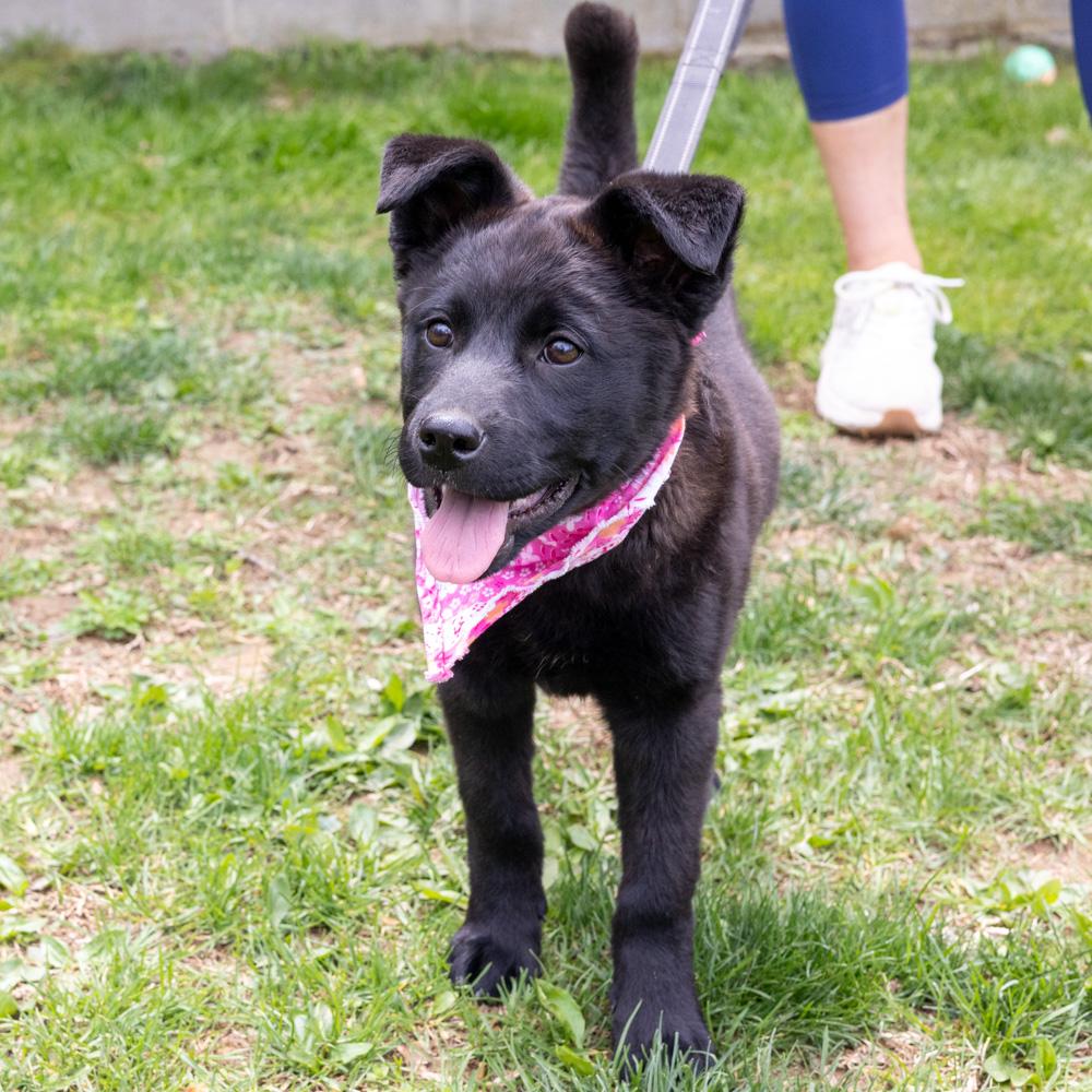 Enlarge Parsley  (Female)   , a Adoptable mixed breed in West Grove, PA image 1/6