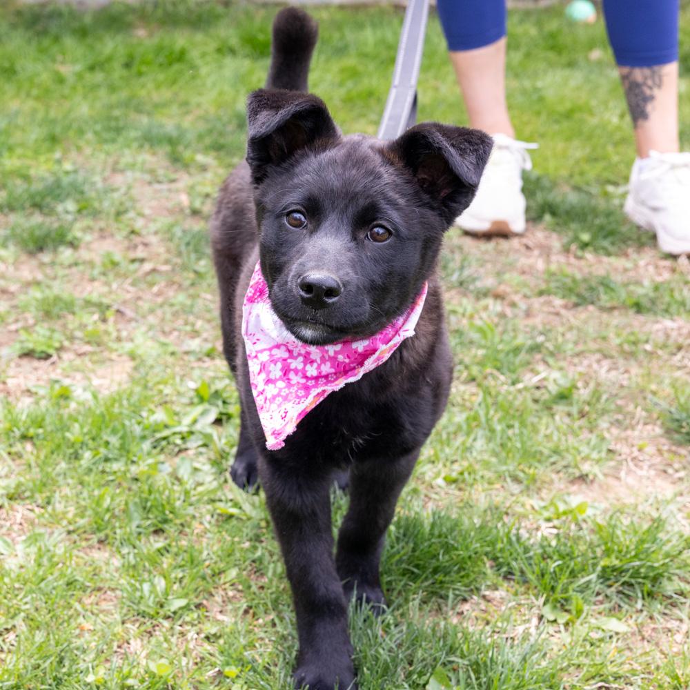 Enlarge Parsley  (Female)   , a Adoptable mixed breed in West Grove, PA image 5/6