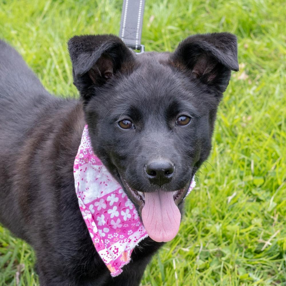 Enlarge Parsley  (Female)   , a Adoptable mixed breed in West Grove, PA image 2/6