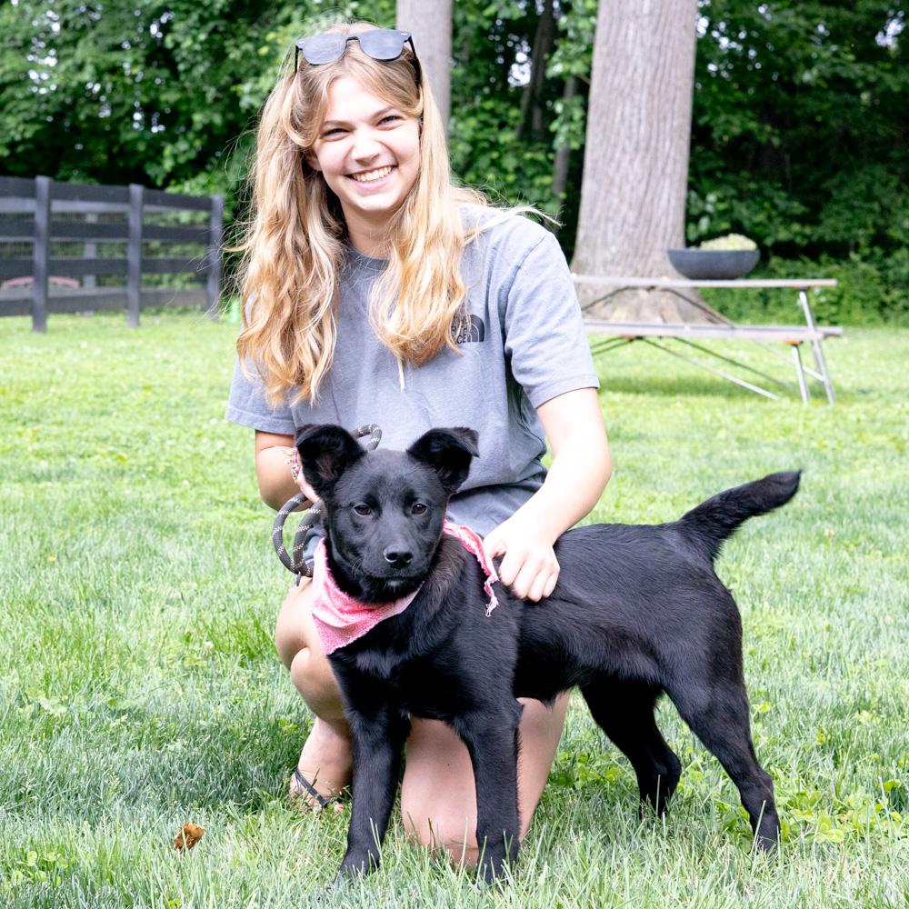Piper (Female), a Adoptable mixed breed in West Grove, PA image 4/6