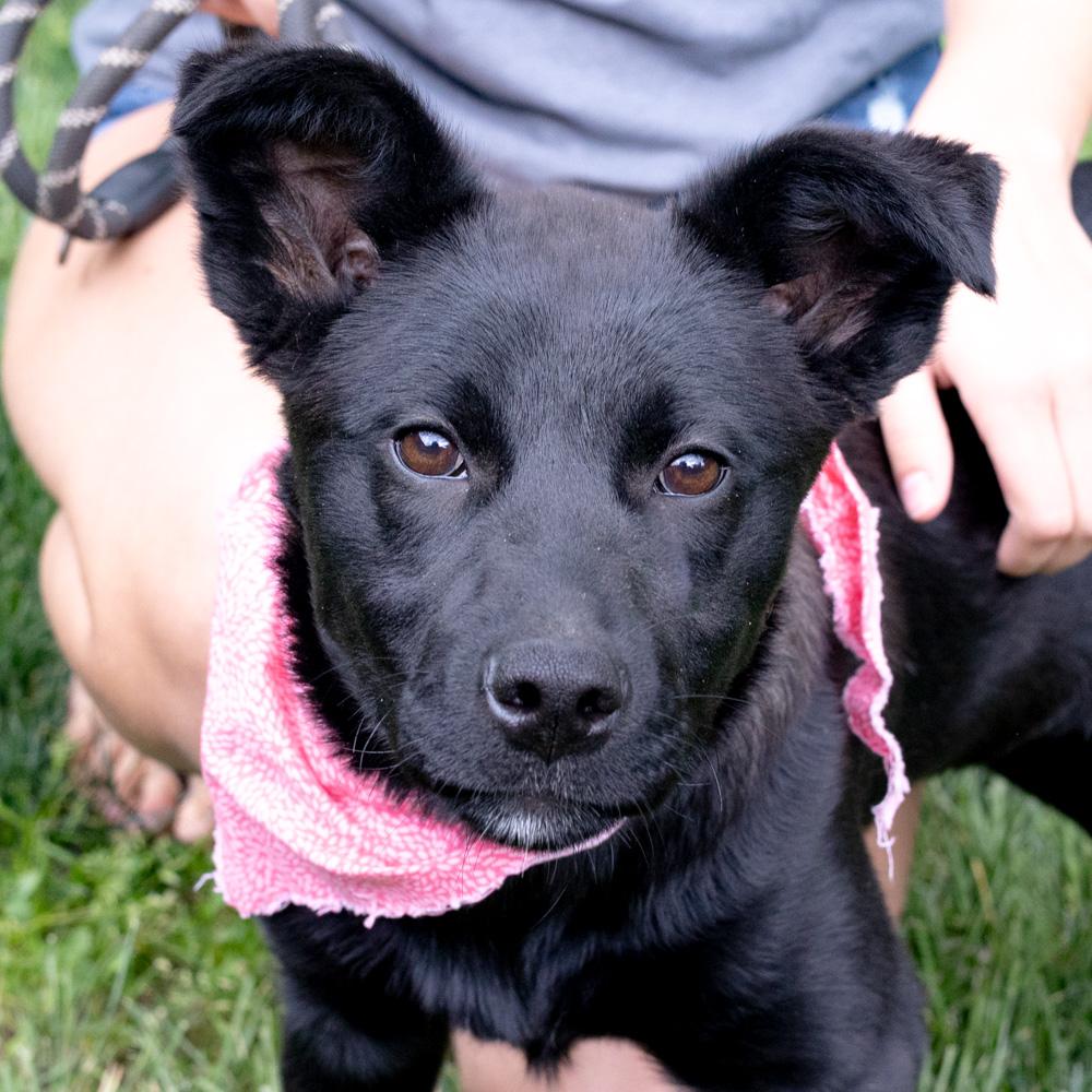 Piper (Female), a Adoptable mixed breed in West Grove, PA image 3/6
