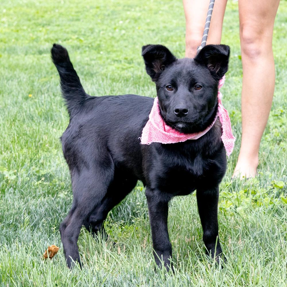Piper (Female), Adoptable, Puppy Female German Shepherd Dog & Border Collie.
