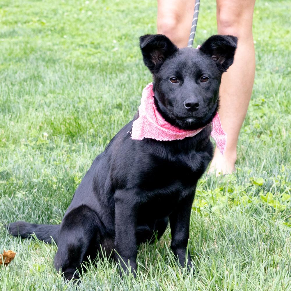Piper (Female), a Adoptable mixed breed in West Grove, PA image 2/6