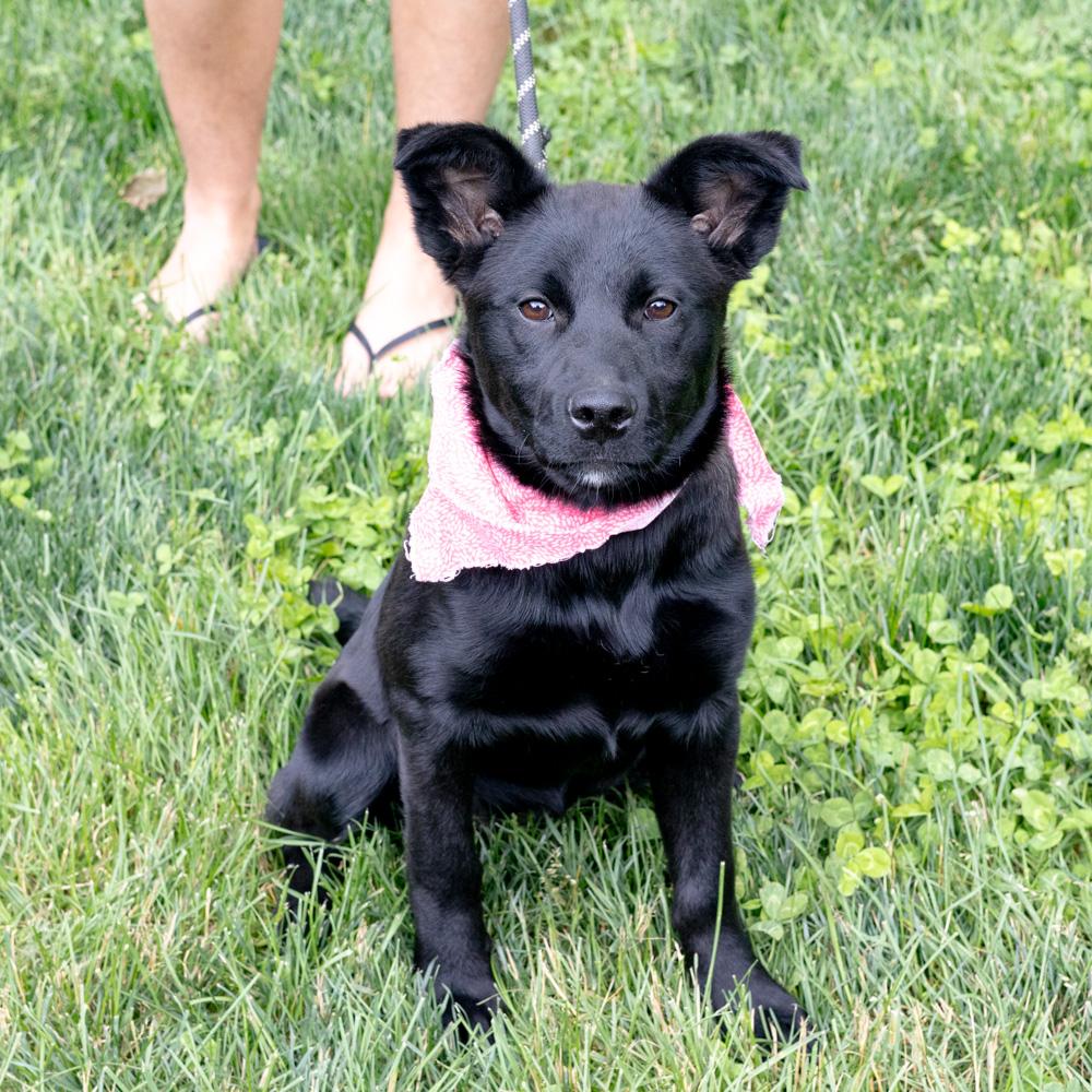 Piper (Female), a Adoptable mixed breed in West Grove, PA image 5/6