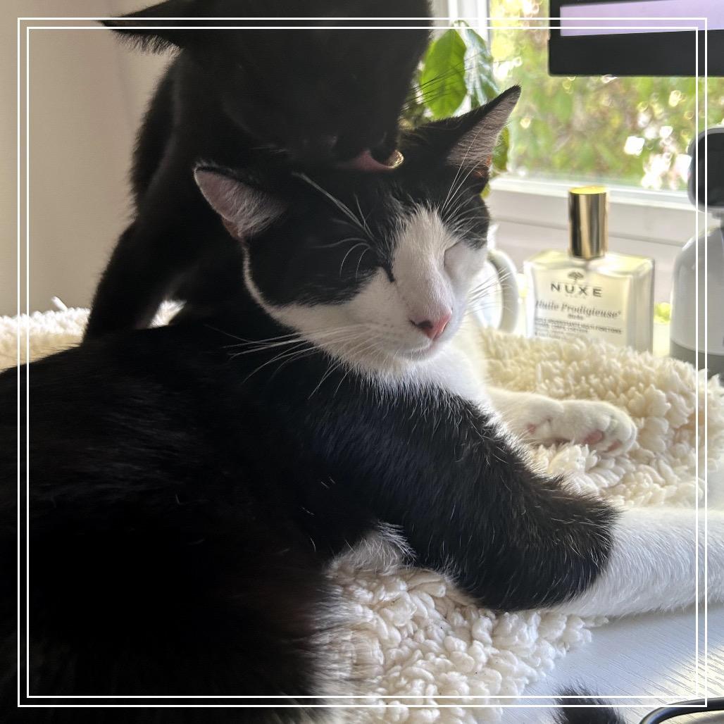 Enlarge SOX, a Adoptable Domestic Short Hair in Long Beach, CA image 1/1