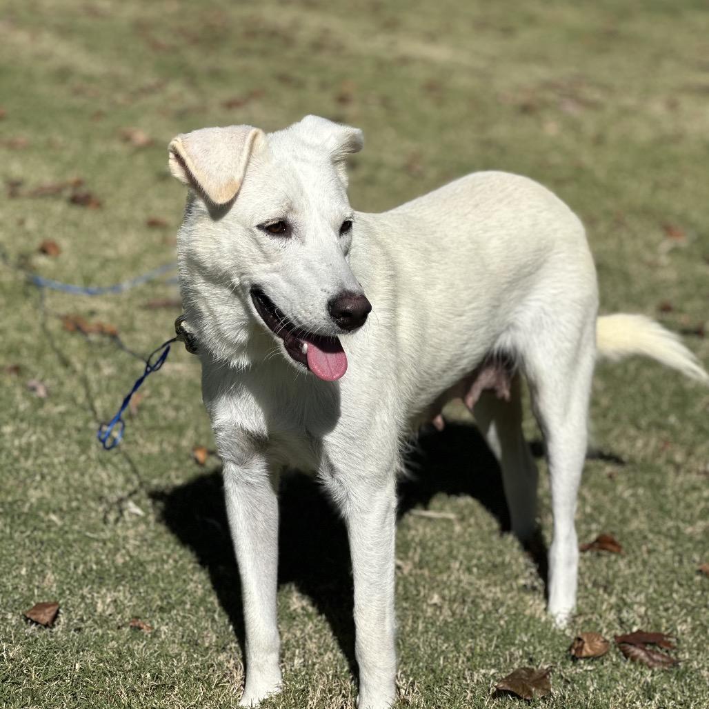 Enlarge Ava, a Adoptable mixed breed in Huntsville, AL image 1/6