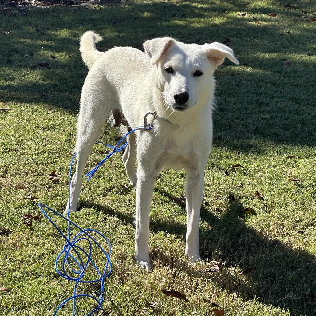 Enlarge Ava, a Adoptable mixed breed in Huntsville, AL image 2/6