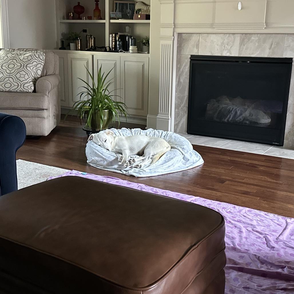 Enlarge Ava, a Adoptable mixed breed in Huntsville, AL image 3/6