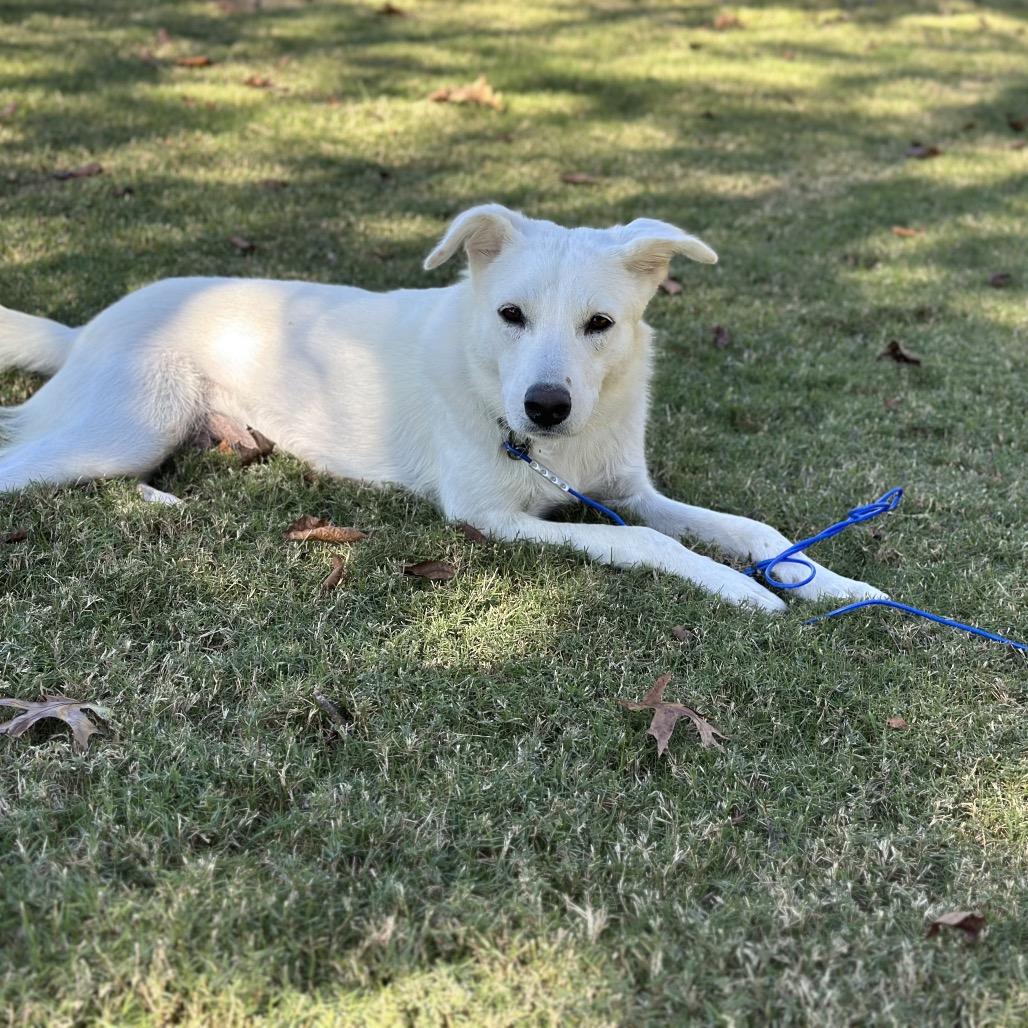 Enlarge Ava, a Adoptable mixed breed in Huntsville, AL image 4/6