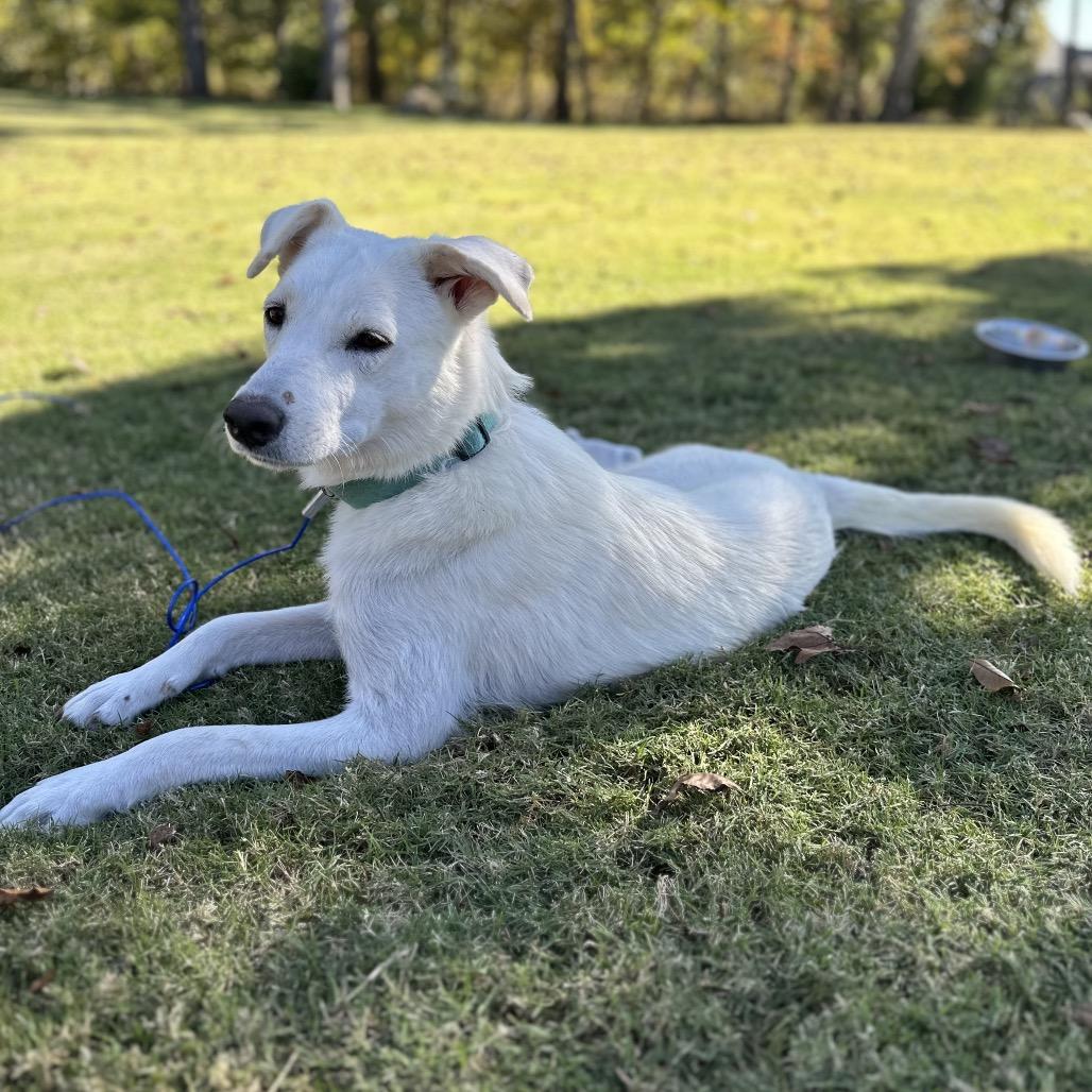 Enlarge Ava, a Adoptable mixed breed in Huntsville, AL image 5/6