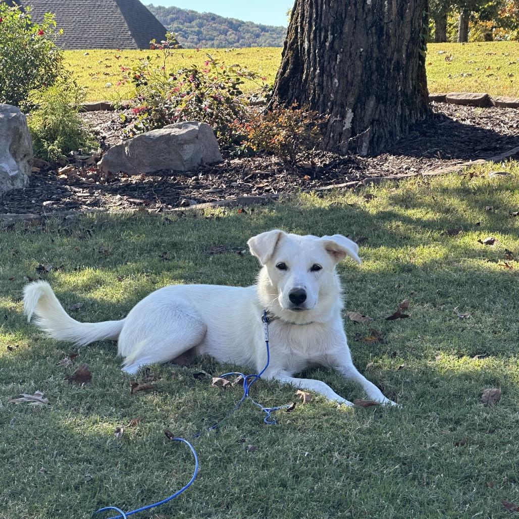 Enlarge Ava, a Adoptable mixed breed in Huntsville, AL image 6/6