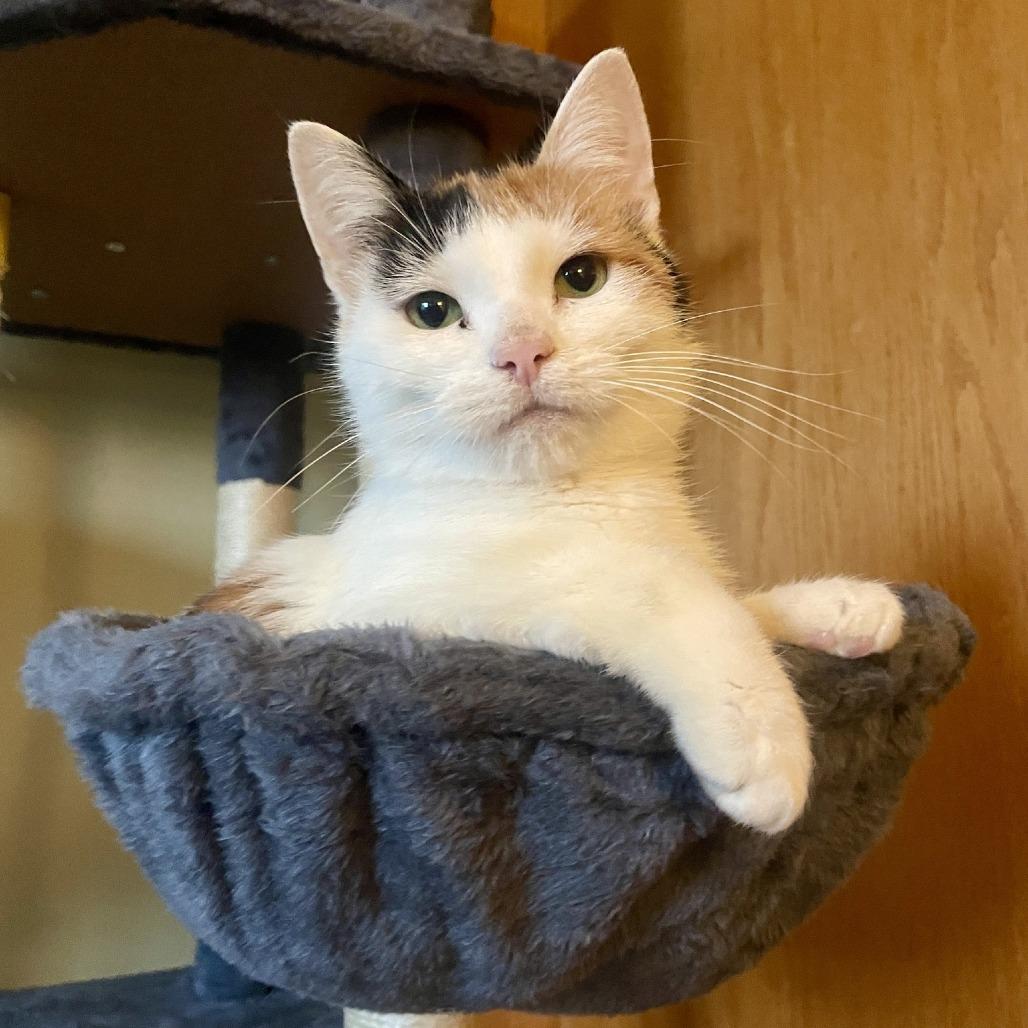 Spencer, a Adoptable Domestic Short Hair in Madison, WI image 1/4