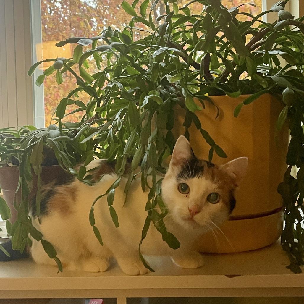 Spencer, a Adoptable Domestic Short Hair in Madison, WI image 2/4