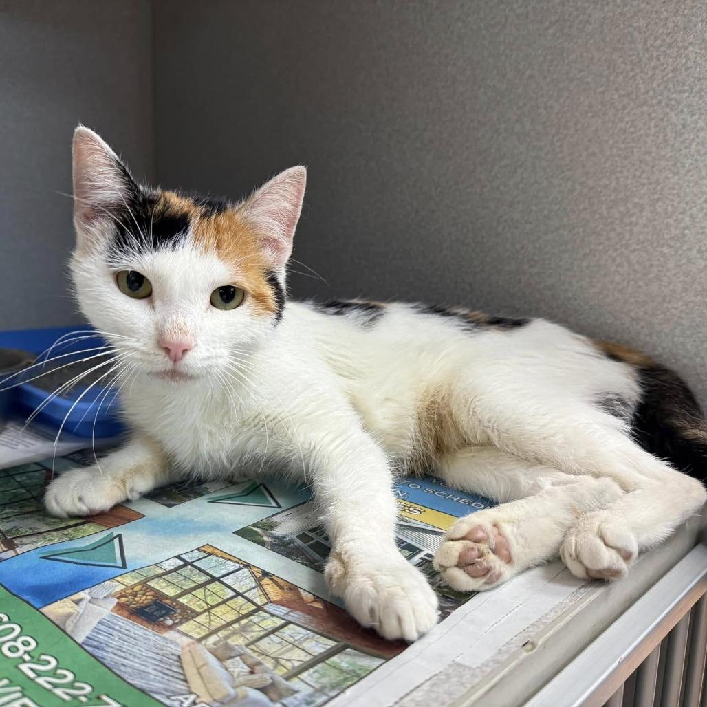 Spencer, a Adoptable Domestic Short Hair in Madison, WI image 3/4