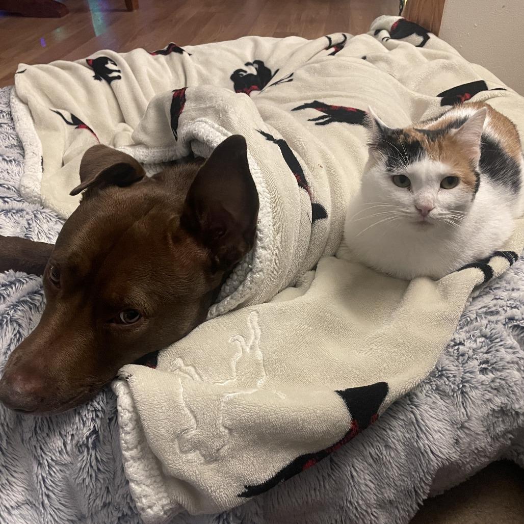 Spencer, a Adoptable Domestic Short Hair in Madison, WI image 4/4