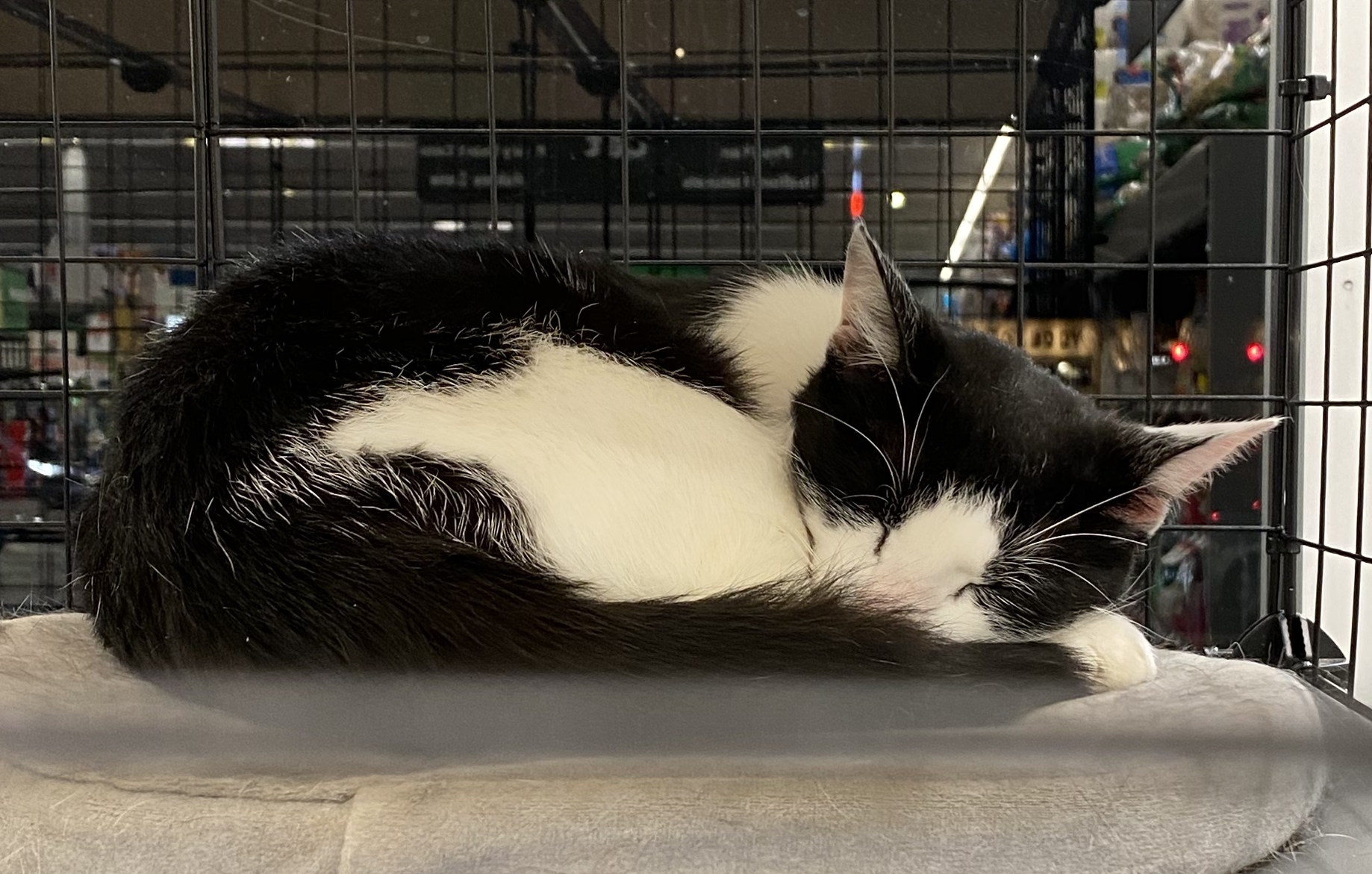 Panda, a Adoptable Domestic Short Hair in Philadelphia, PA image 1/13