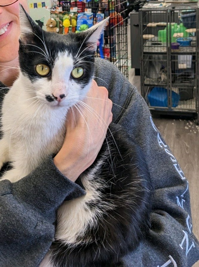 Panda, a Adoptable Domestic Short Hair in Philadelphia, PA image 2/13