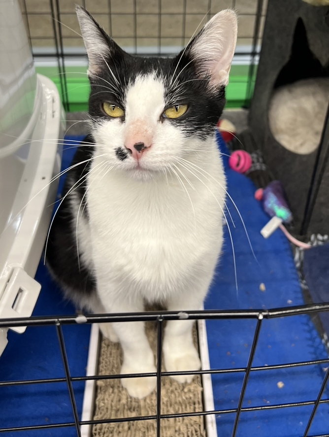 Panda, a Adoptable Domestic Short Hair in Philadelphia, PA image 3/13