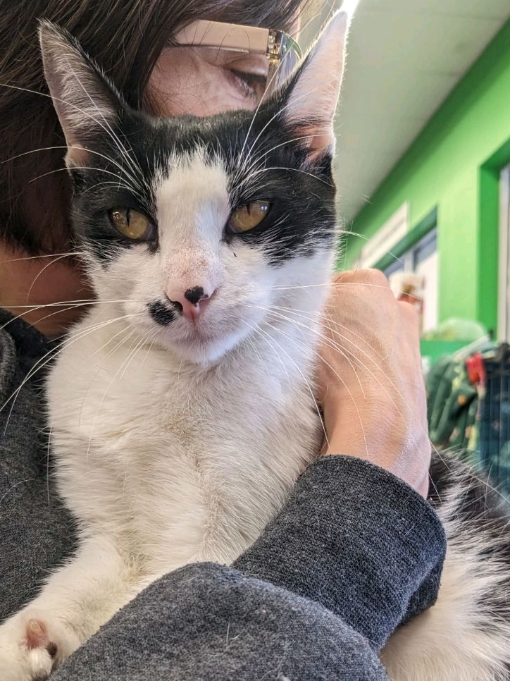 Panda, a Adoptable Domestic Short Hair in Philadelphia, PA image 4/13