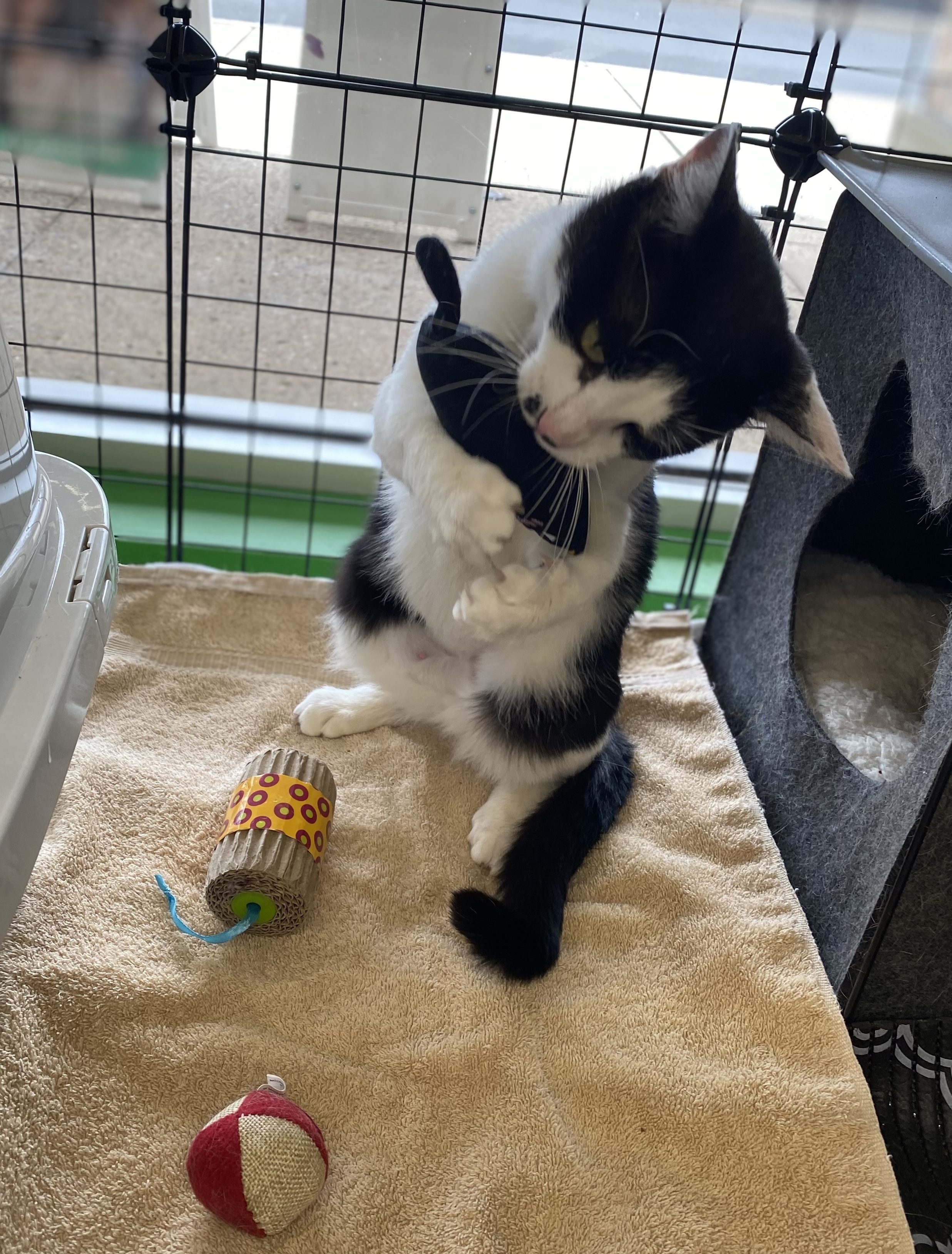 Panda, a Adoptable Domestic Short Hair in Philadelphia, PA image 5/13